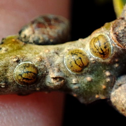 Parthenolecanium rufulum